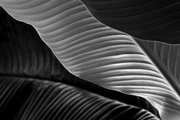 Leaves 4 by Jim Greipp