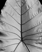 Botanical Delta by Joseph Marler Bailey