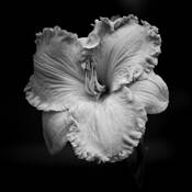 Lacy by Joseph Marler Bailey