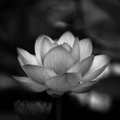 Lily Fire by Joseph Marler Bailey
