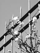 April by Judy K. Dethmers