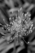 Flower by Katherine Gorman
