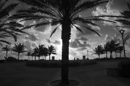 Miami Sunrise Palms by Kevin Monroe