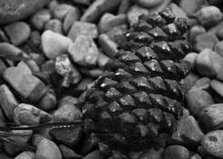 Pine Cone by KJ Byrd