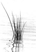 Simplicity by Lee Manning
