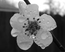 Morning Dew by Lyndsey Healey