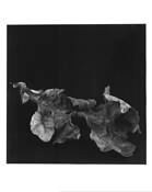 Leaf Study by Margaret B. Williamson