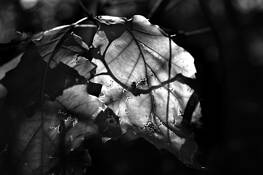 The Tree Within by Maribel Amor Brana Manibo