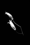 Graceful Hands by Mary Baker
