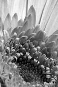Pollinating Gerber by Mary Baker