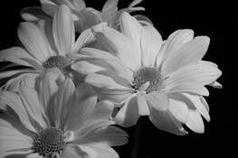 Soft Daisies by Mary Baker