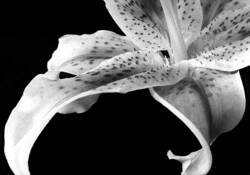 Stargazer by Mary Baker