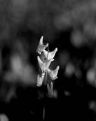 Angel Flower by Mary Jo Scanlan