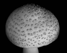 Mushroom by Mary Woodman