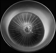 Onion by Mary Woodman