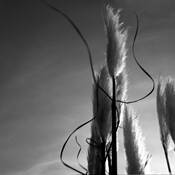 Windy by Melody Davis