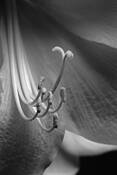 Amaryllis by Michael A. McCullough