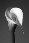 Calla 1 by Michael A. McCullough