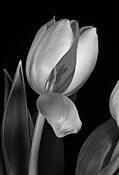 Tulip Door by Michael A. McCullough