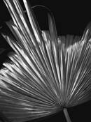 Frond #4 by Michael Dingley
