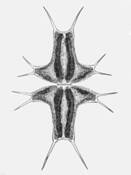 Microscopic Alga-Micrasterias Ceratofera by Michael Dingley