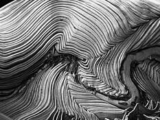 Unborn Palm Leaf by Michael Ferguson