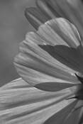 Plants-Cosmos by William L. Witmer