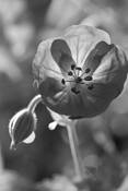 Plants-Cranesbill by William L. Witmer