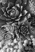 Plants-Houseleeks by William L. Witmer