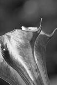 Plants-Nightshade by William L. Witmer