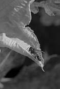 Plants-Pumpkin Pollinator by William L. Witmer