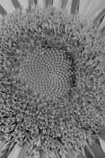 Plants-Sunflower by William L. Witmer
