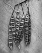 Famosa Seed Pods by William Turner