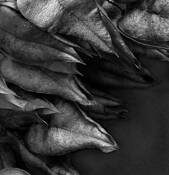 Golden Raintree Seed Pods by William Turner