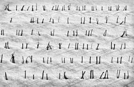 Soybean Script by William Turner