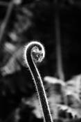Fern #2 by Noel J. Elliot