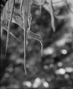 Frozen Whispers 1 by R Kent Reyes