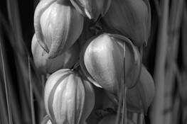 Yucca by Randy Harr