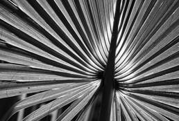 Palm Abstract 3 by Randy Raak