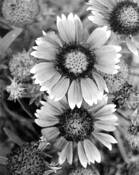 Arizone Wildflower by Robert A. Dawson
