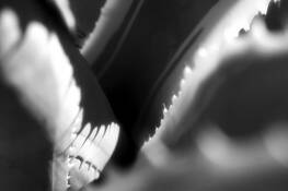 Agave Study #2 by Robert Cleveland