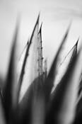 Agave Study #5 by Robert Cleveland