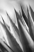 Agave Study #6 by Robert Cleveland