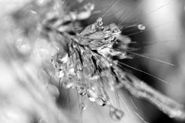 Wild Grass and Ice #4 by Robert Cleveland