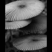 Grisette Parasols by Ron Hugo