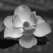 Magnolia Masterpiece by Ron Hugo