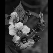 Susan's Susans 2 by Ron Hugo