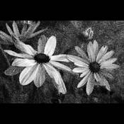 Susan's Susans 2 by Ron Hugo