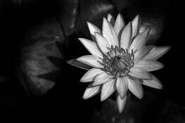 Alice's Lily by Ron Juliette