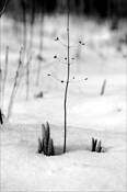 Ground Pine Along Pipeline Road by Ron Juliette